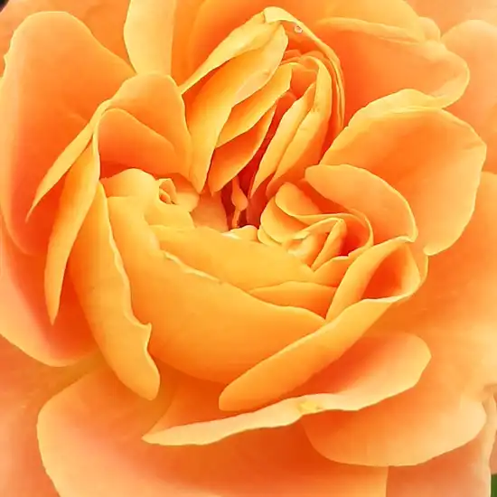- - Trandafiri - Orange™ - 